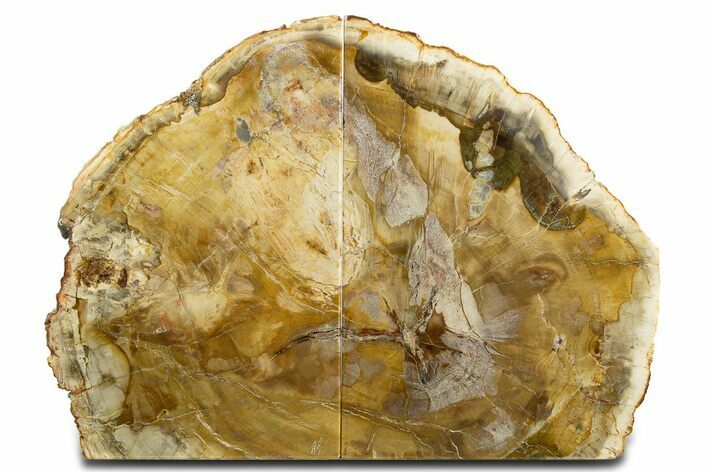 Tall Colorful Petrified Wood Bookends - Madagascar #344702